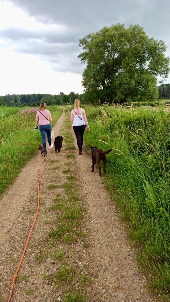 Hundetreffen-Gemeinsamer Spaziergang-Profilbild