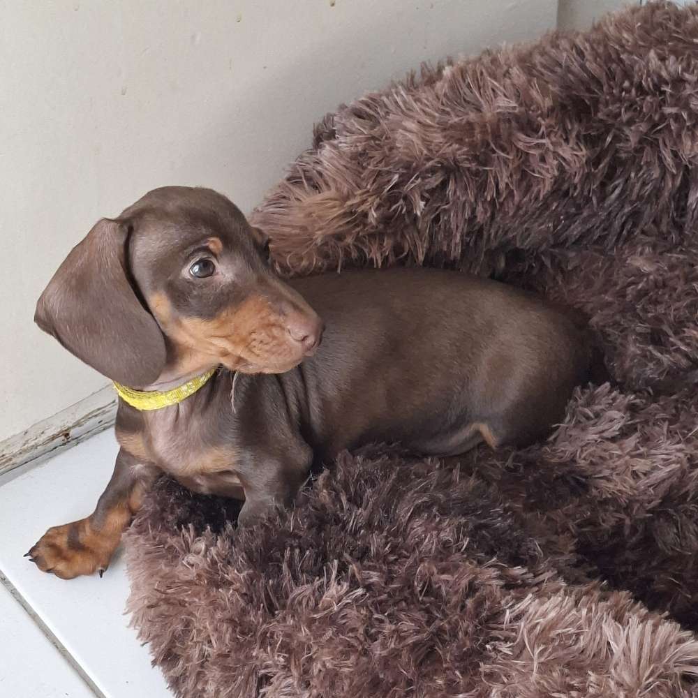 Hundetreffen-Gassirunde und Hundefreunde-Profilbild