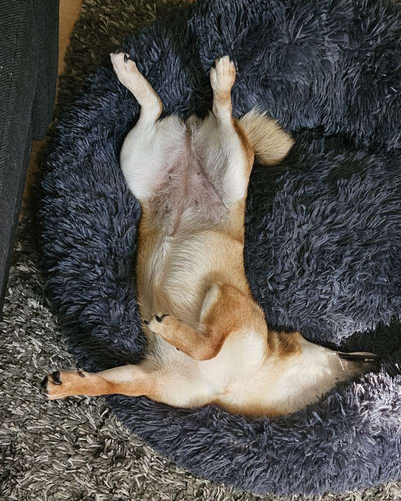 Hundetreffen-Hundefreunde für Shiba-Mädchen gesucht-Profilbild