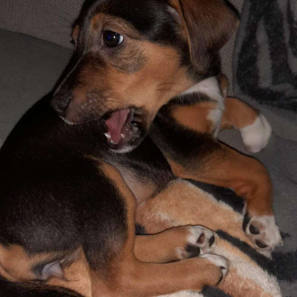 Hundetreffen-Welpentreffen-Profilbild