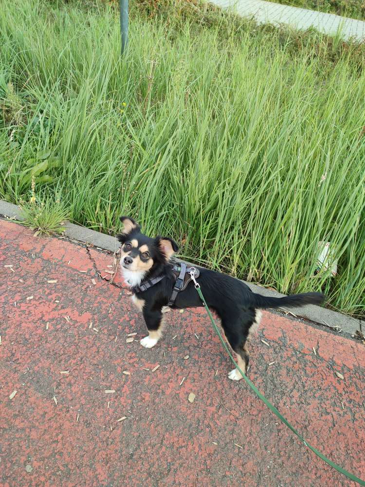 Hundetreffen-Gassirunde, Spielrunde, Hundefreunde gesucht-Profilbild