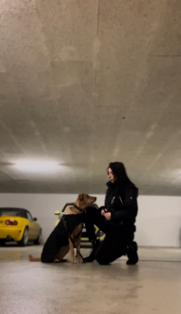 Hundetreffen-Social walk-Profilbild