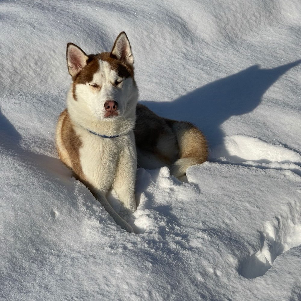 Hundetreffen-Spiel Spaß Auspowern!-Profilbild