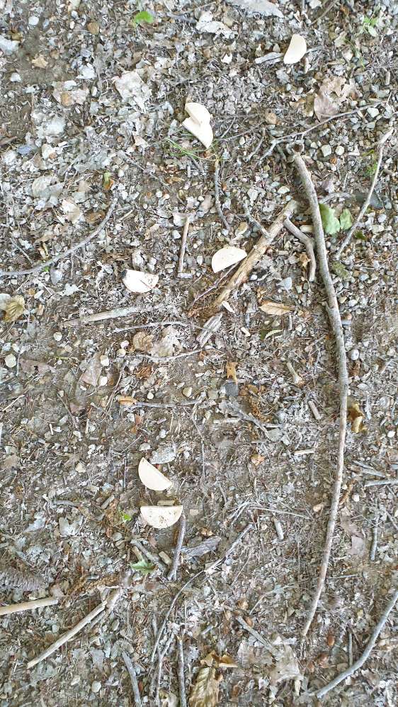 Giftköder-Ausgelegte Fleischwurst-Profilbild