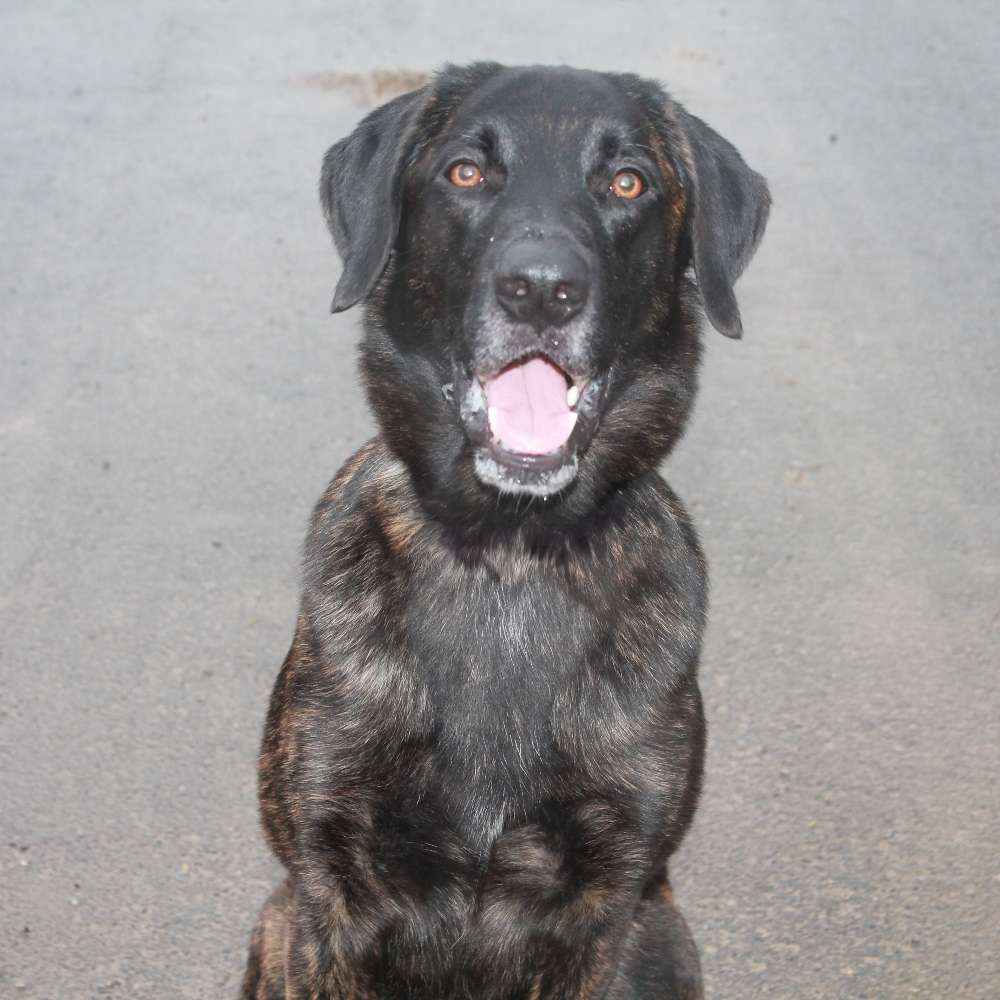 Hundetreffen-Gassirunde-Profilbild