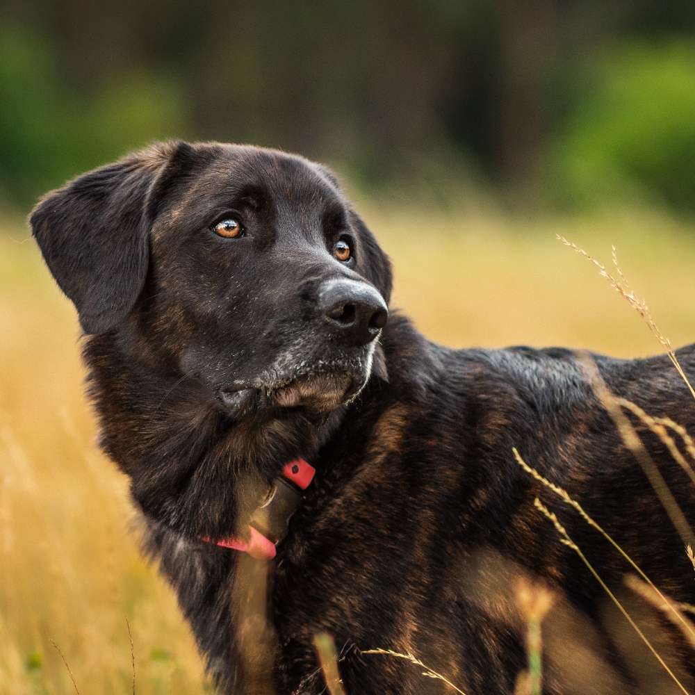 Hundetreffen-Gassirunde-Profilbild
