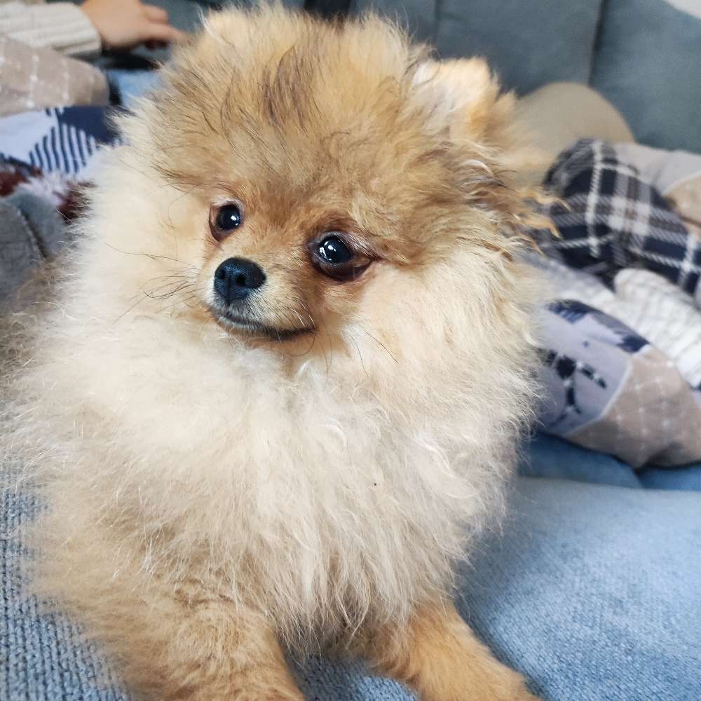 Hundetreffen-Spielen, Spazieren alles was man möchte-Profilbild