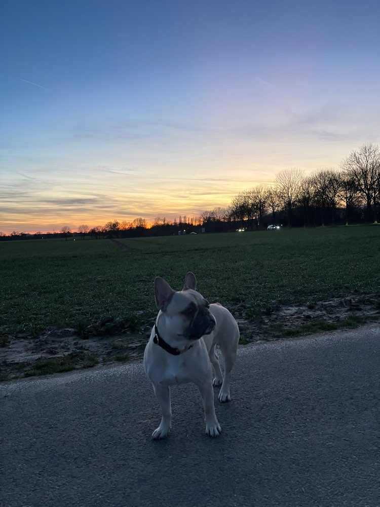 Hundetreffen-Playdate/ geimeinsame Spaziergänge-Profilbild