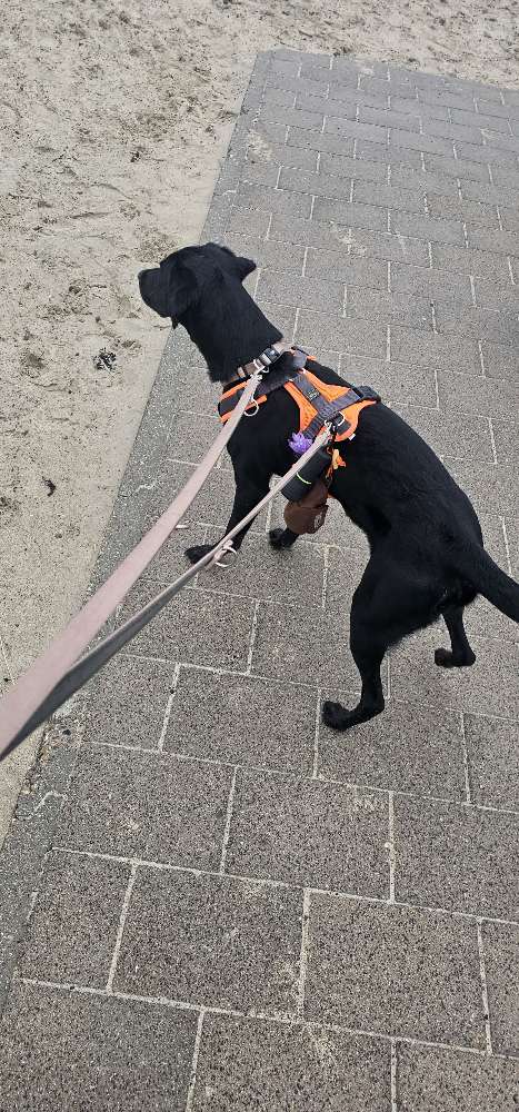 Hundetreffen-Gassi bis spiel und Trainings runde alles möglich-Profilbild