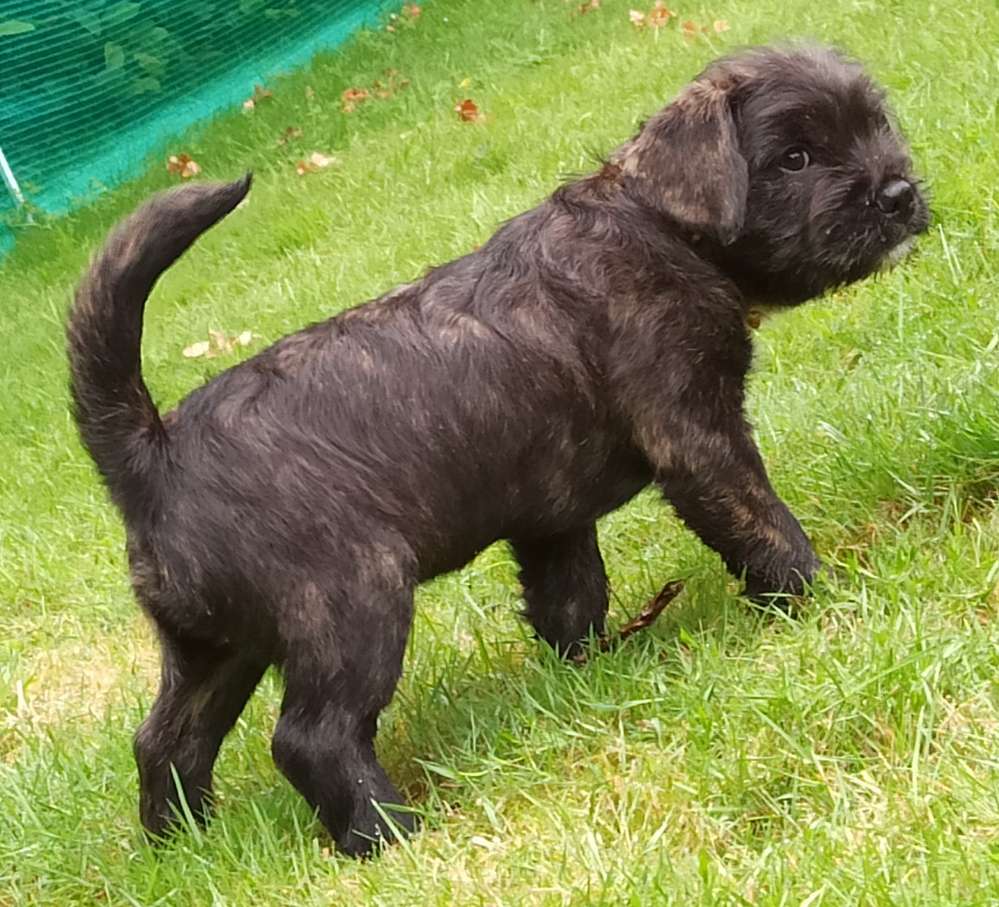 Hundetreffen-Hunde treffen Ankum-Profilbild