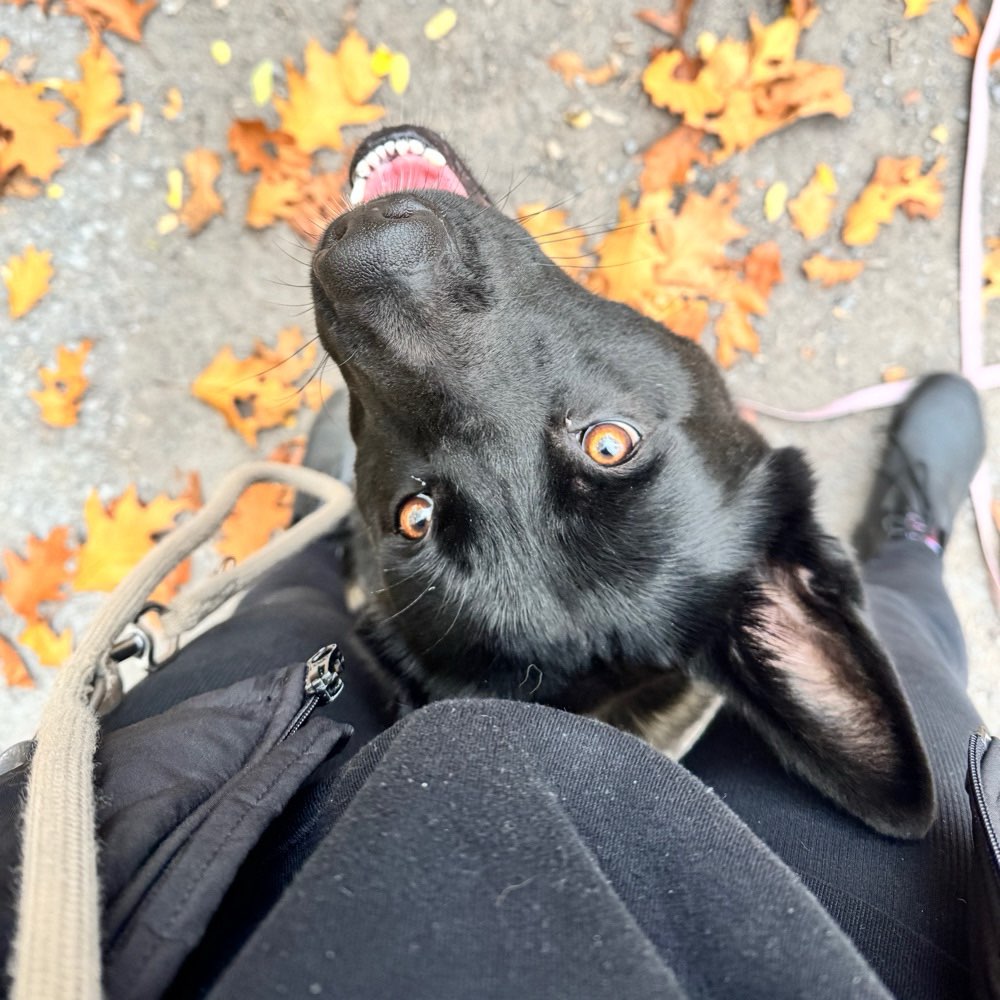 Hundetreffen-Social Walk 🐾-Profilbild