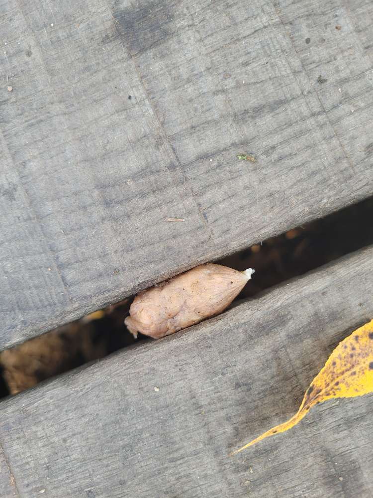 Giftköder-Giftköder..!-Profilbild