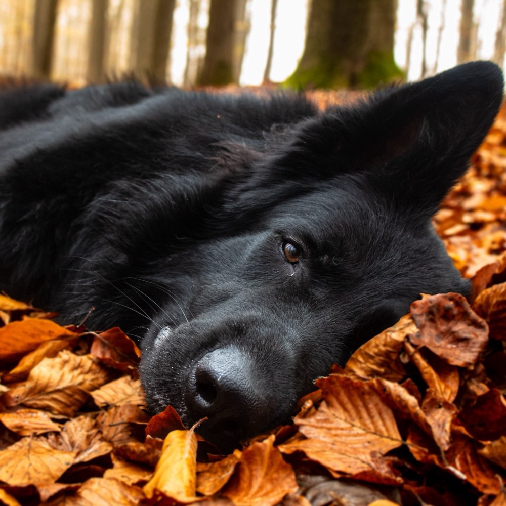 Hundetreffen-Fotomodelle gesucht-Profilbild