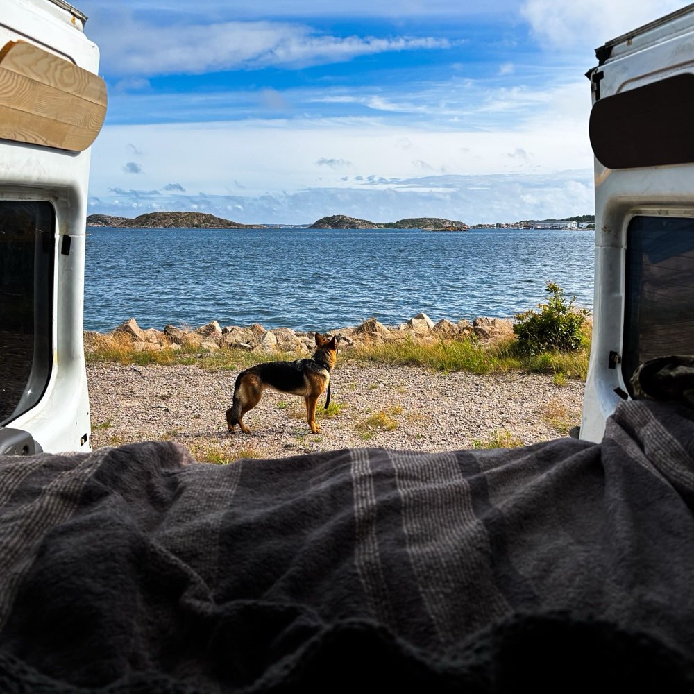 Hundetreffen-Reisebuddy gesucht 🐾-Profilbild