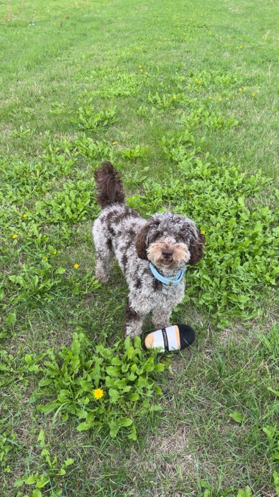 Hundetreffen-Hundefreunde gesucht-Profilbild