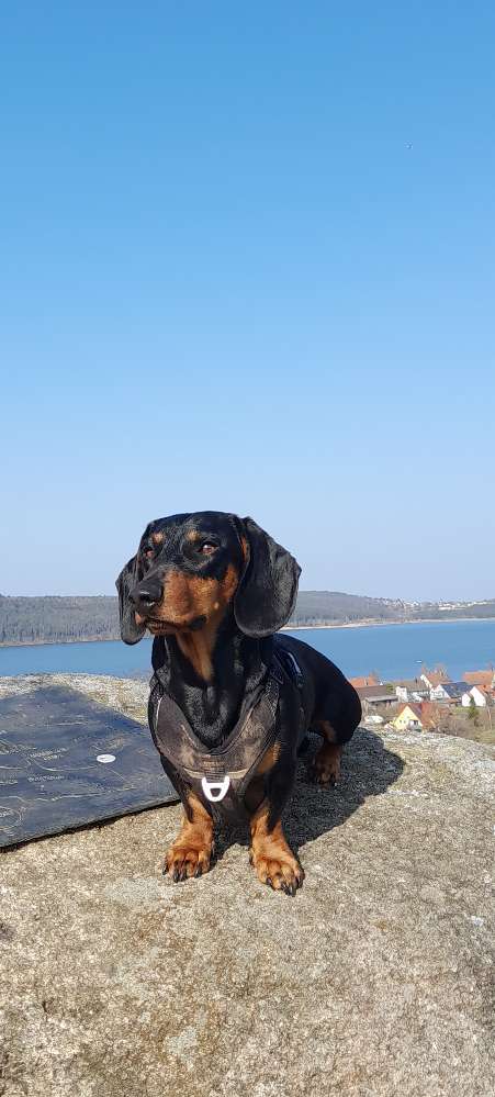 Hundetreffen-Gassi gehen-Profilbild