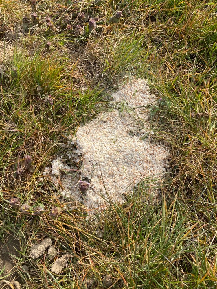 Giftköder-Giftköder-Profilbild