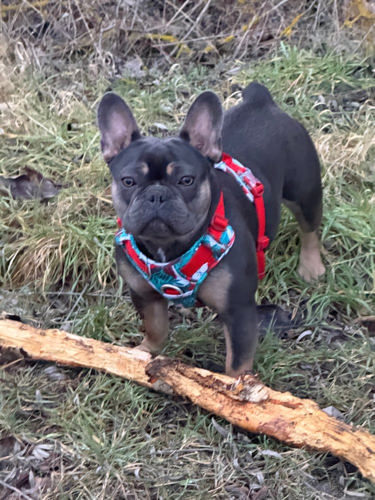 Hundetreffen-Gassi und spielen-Profilbild