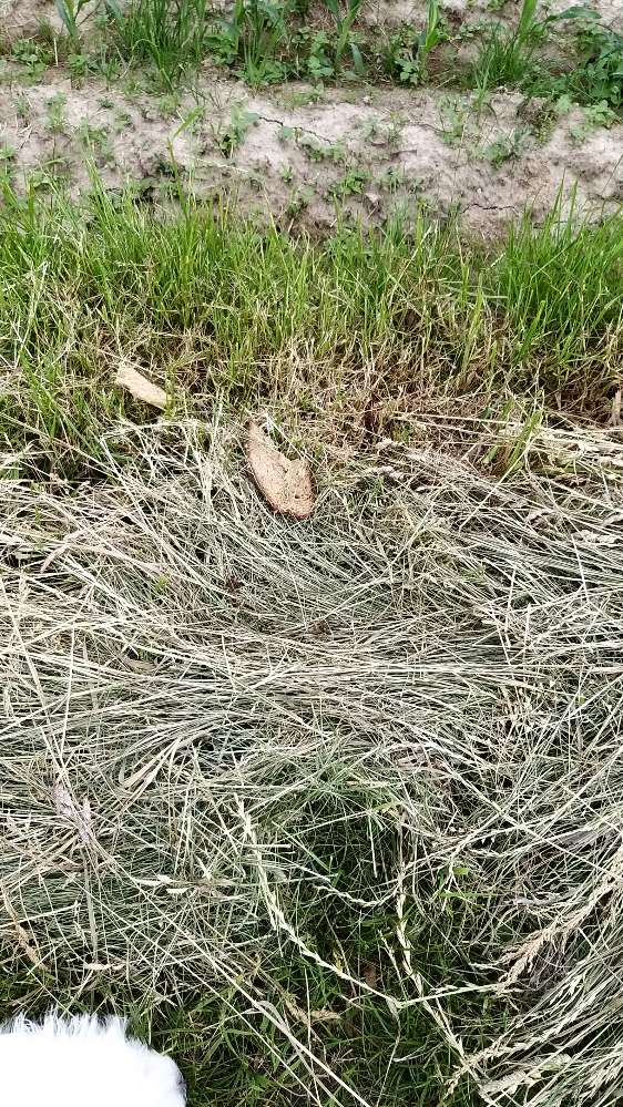 Giftköder-Brot - vergiftet?-Profilbild