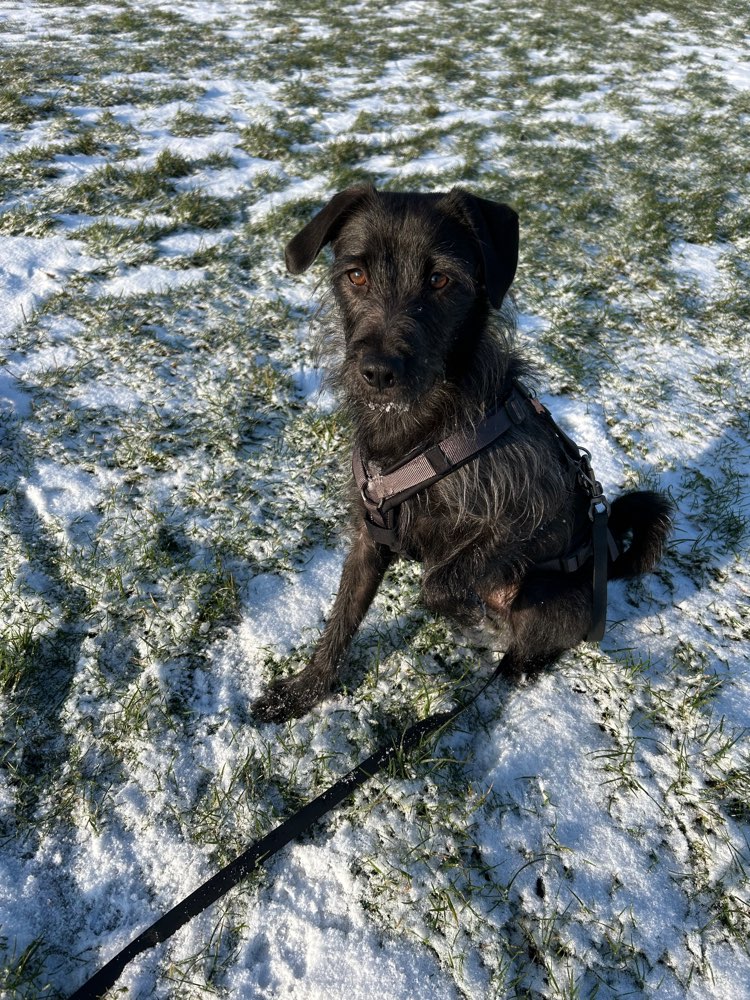 Hundetreffen-Sozial Walkies :)-Profilbild