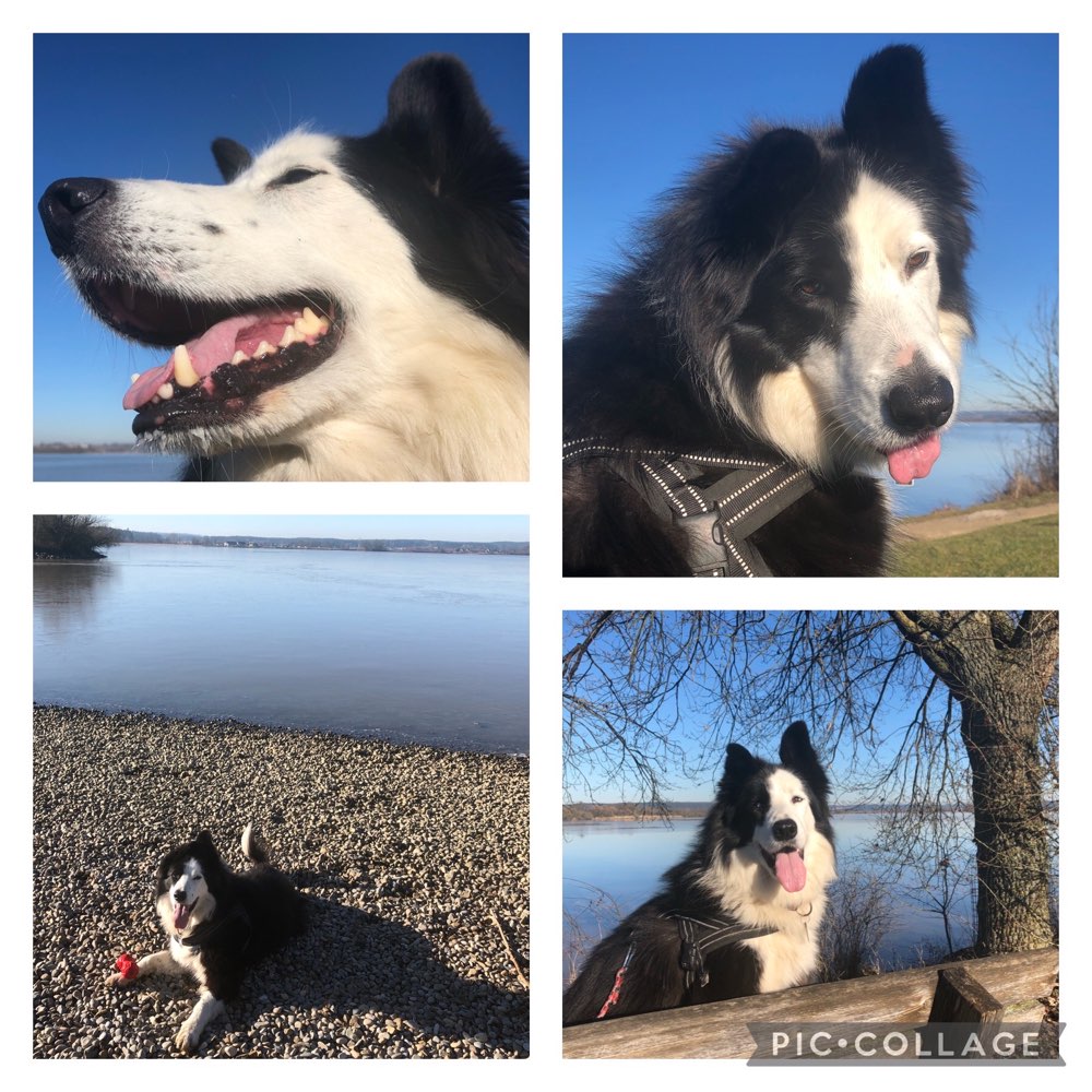 Hundetreffen-Gemeinsame Gassirunden-Profilbild