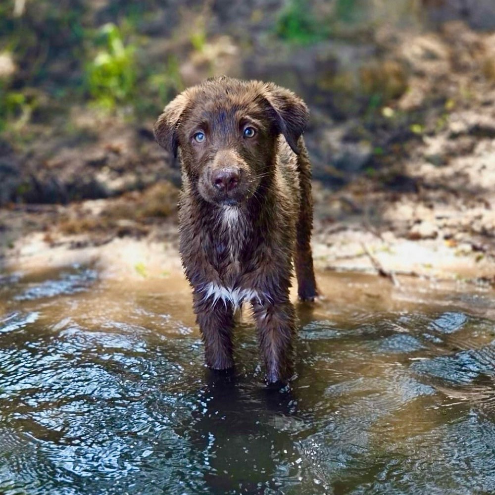 Hundetreffen-Spielrunde in und um Schwülper-Profilbild