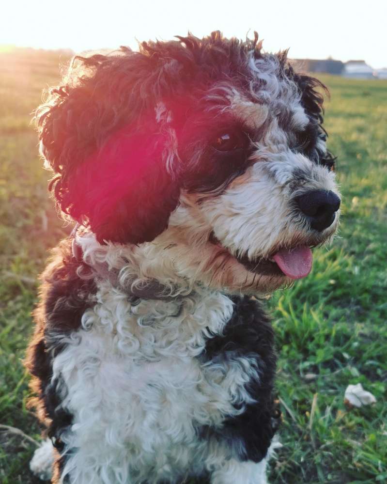 Hundetreffen-Hunde-Runde (Spaziergang & Spielen)-Profilbild