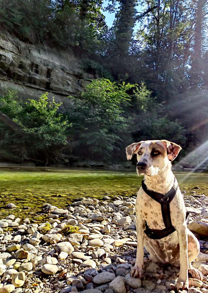 Hundetreffen-Geplant: ruhige Gassirunde-Profilbild