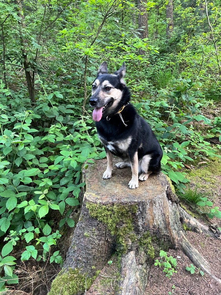 Hundetreffen-Gassirunde und spielen-Profilbild