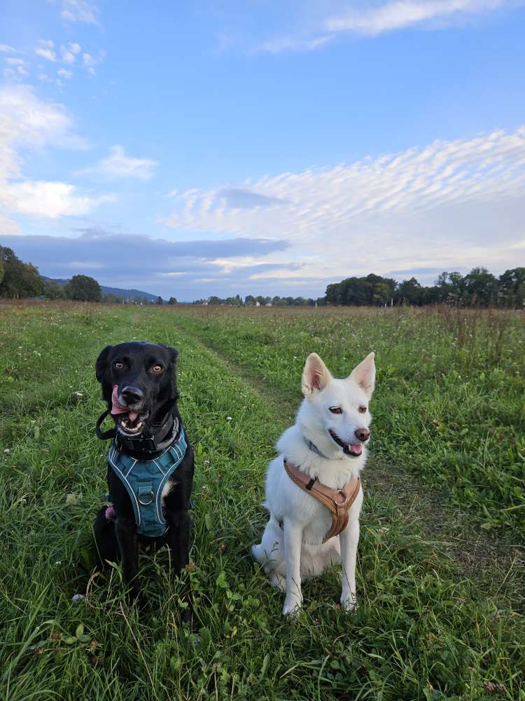 Hundetreffen-Kennenlernen für Hunderunden-Profilbild