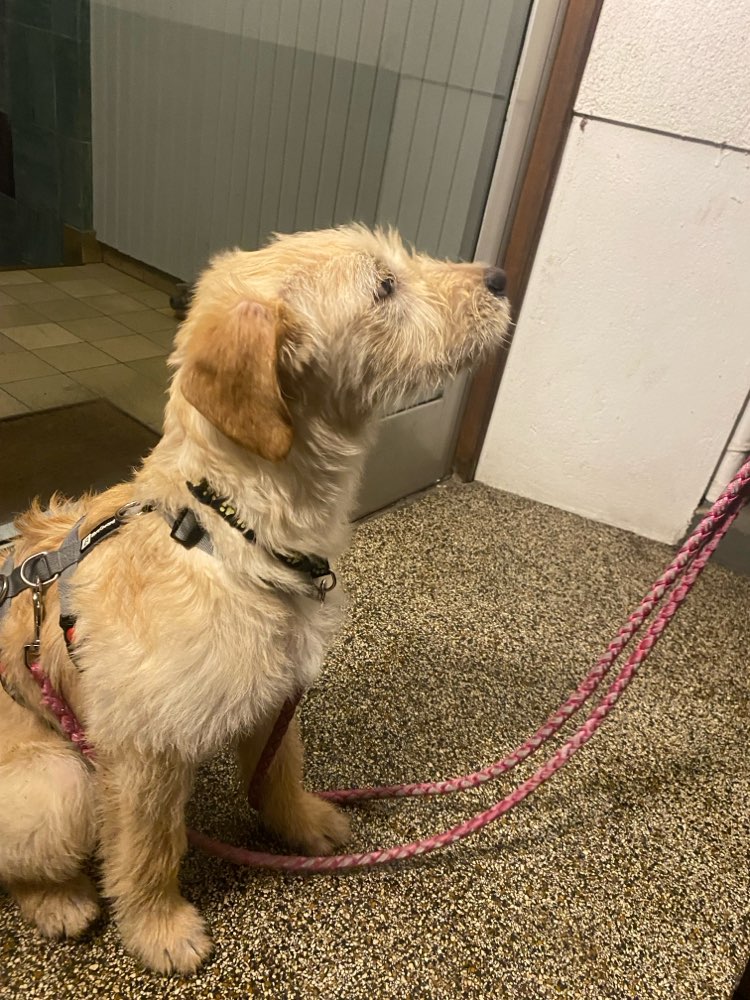 Hundetreffen-Sozial Walk mit älteren Hunden 💖-Profilbild