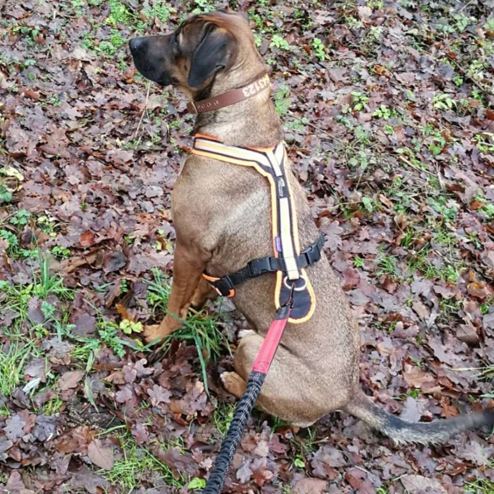 Hundetreffen-Spielrunde in Grossburgwedel-Profilbild