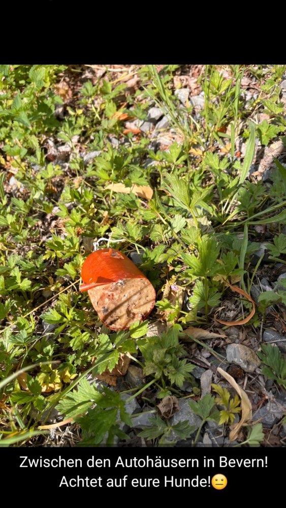 Giftköder-Giftköder-Profilbild