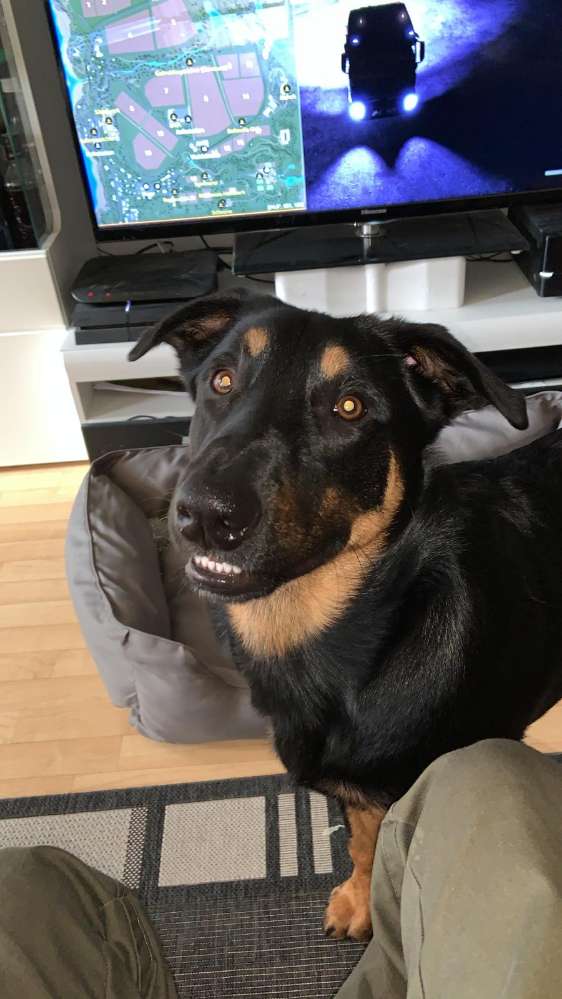 Hundetreffen-Spaziergang oder Spielrunde-Profilbild