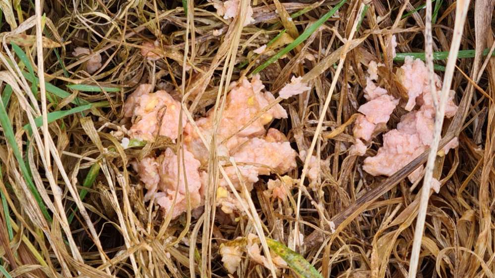 Giftköder-Undefinibare Stückchen-Profilbild