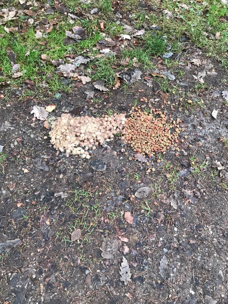 Giftköder-Ev Giftköder-Profilbild