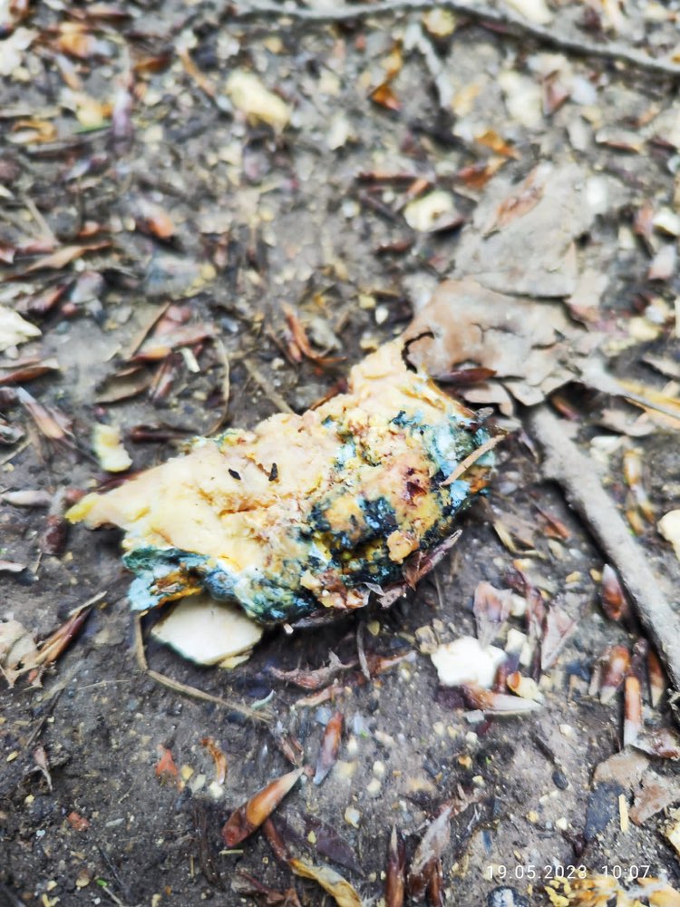 Giftköder-Giftköder-Profilbild