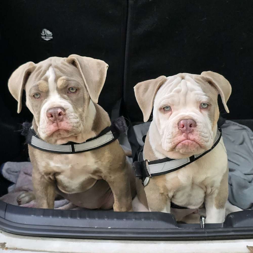 Hundetreffen-Welpen treffen Haltern am See-Profilbild