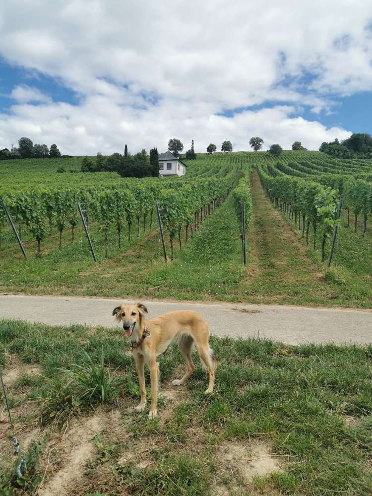 Hundetreffen-Spielkameraden gesucht-Profilbild