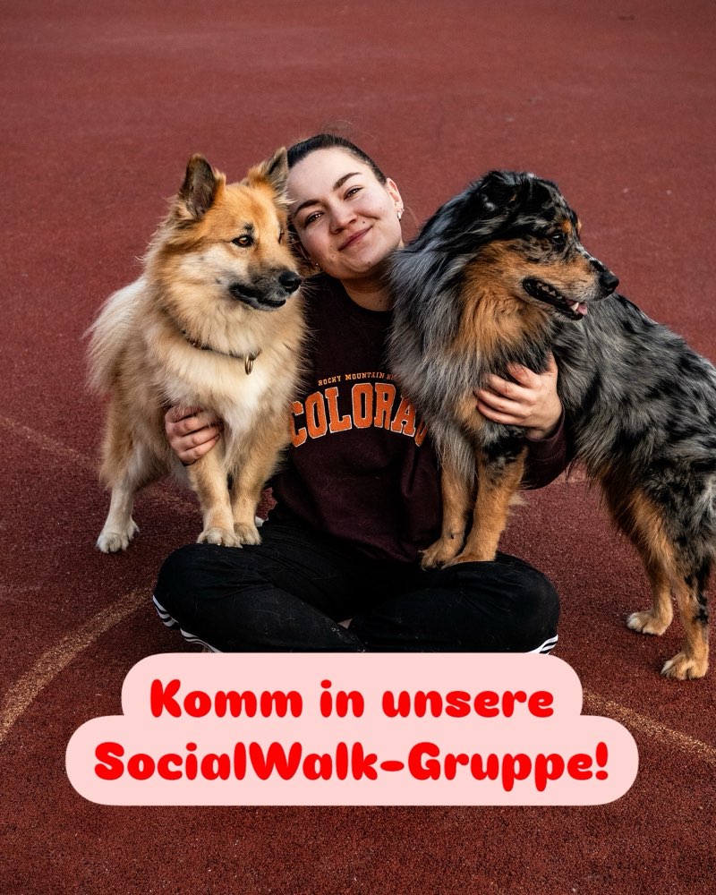 Hundetreffen-SocialWalk Gruppe-Profilbild
