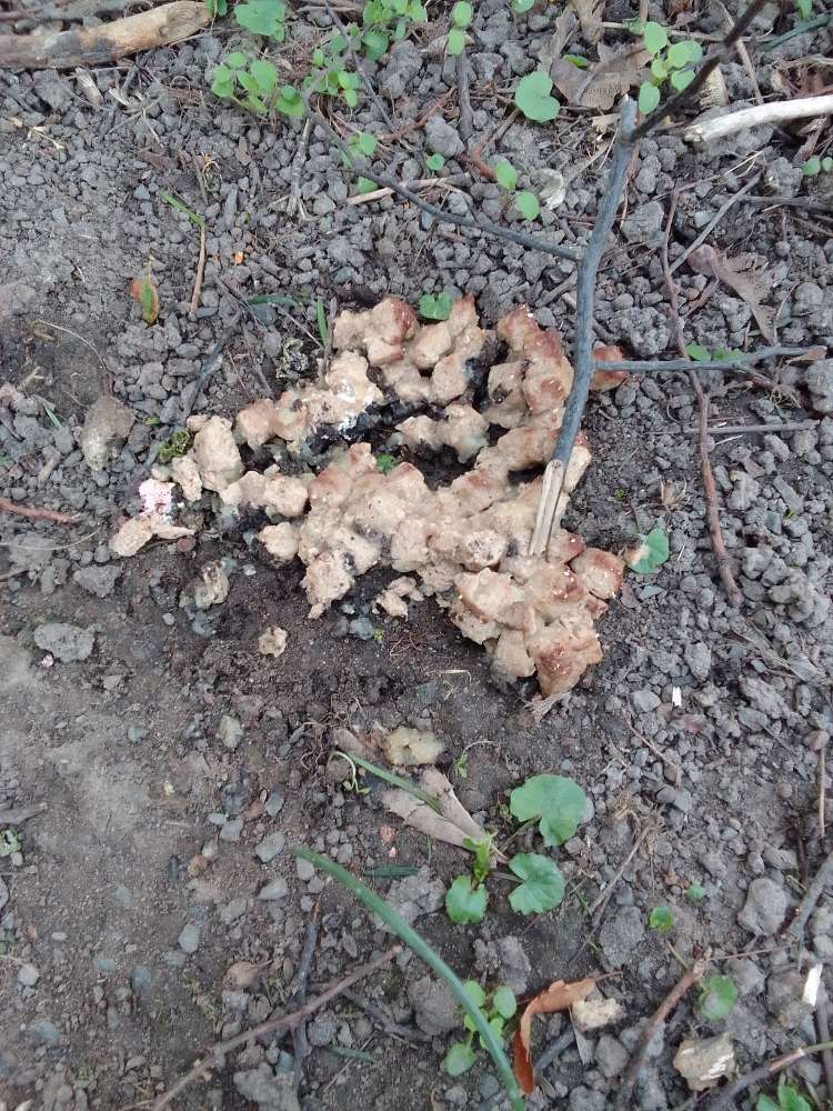 Giftköder-Vermutlich Giftköder in Nassfutter-Profilbild