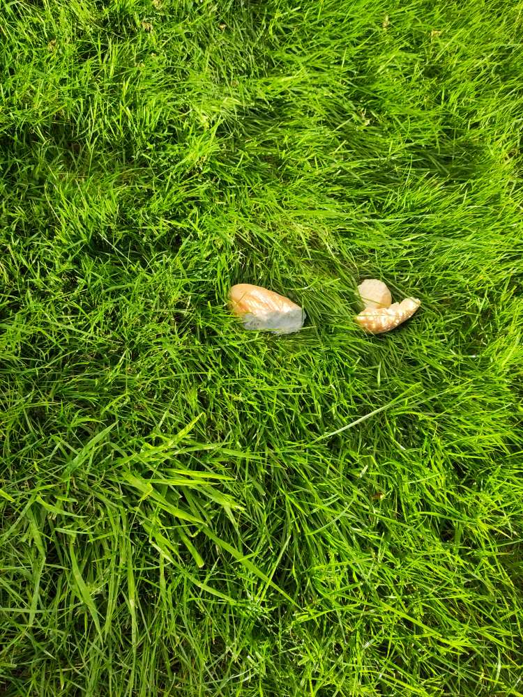 Giftköder-Brotstücke-Profilbild