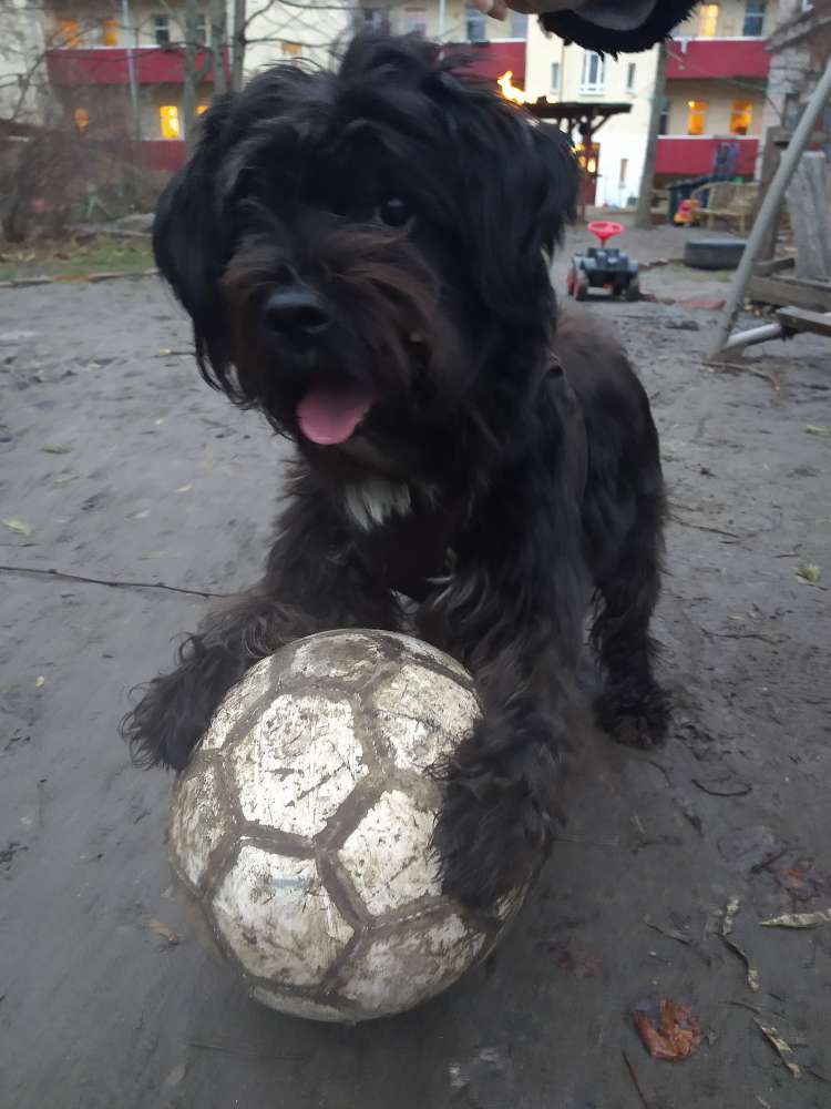 Hundetreffen-Gassitreffen im Tiergarten-Profilbild