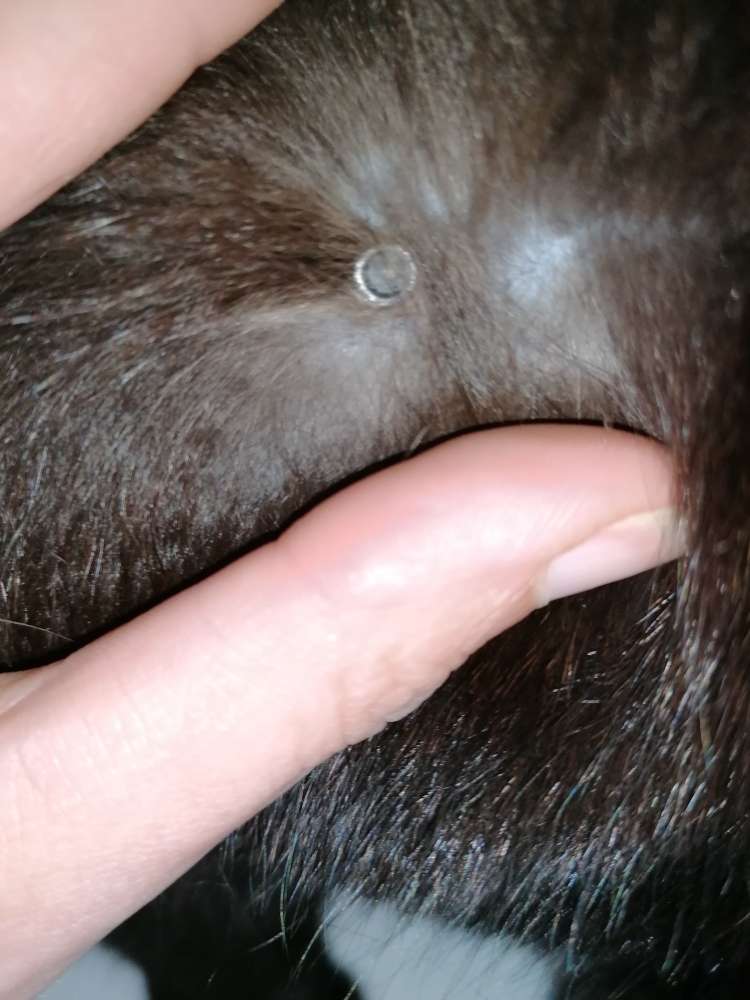 Giftköder-Angeschossene Katze-Profilbild