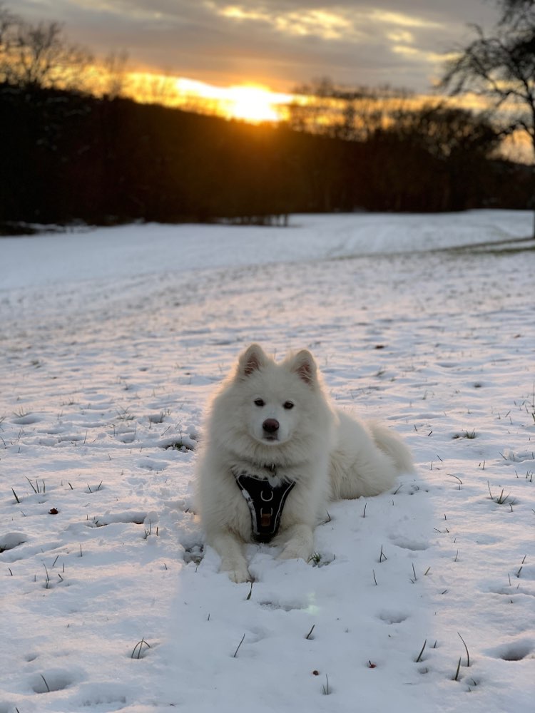 Hundetreffen-Junge Hündin sucht Spiel- u. Trainingspartner Nähe Ostfildern-Profilbild