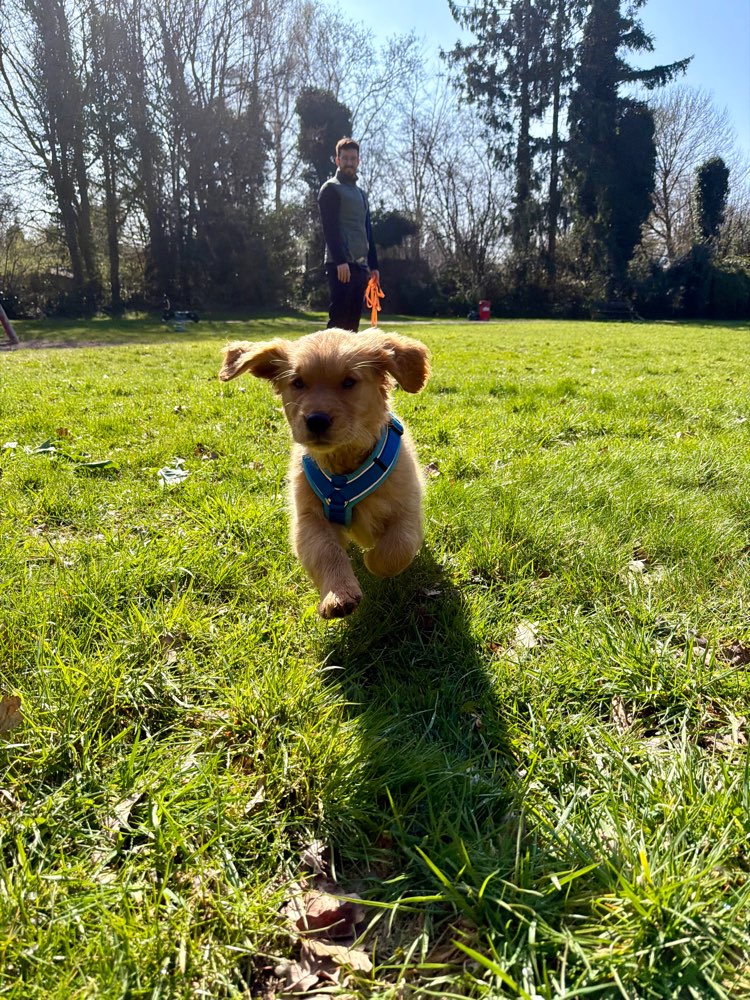 Hundetreffen-Welpentreffen Hamburg Schnelsen-Profilbild