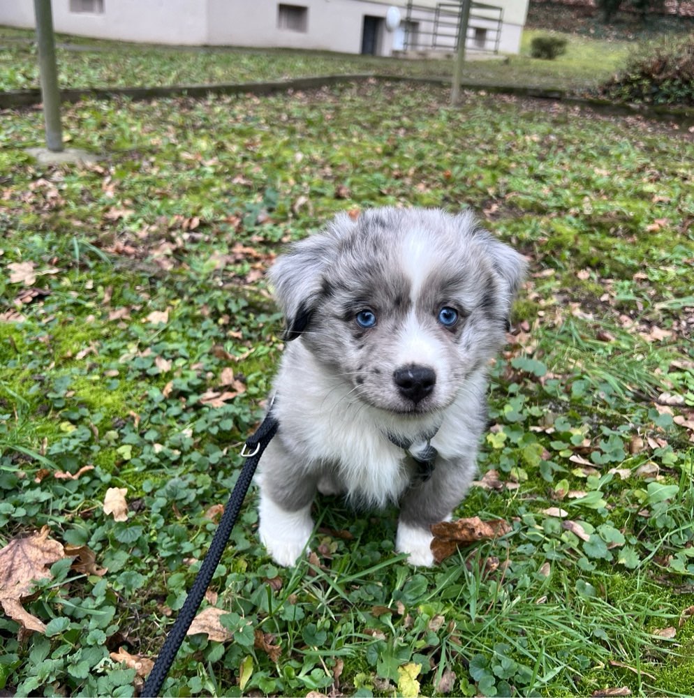 Hundetreffen-Welpen treffen-Profilbild