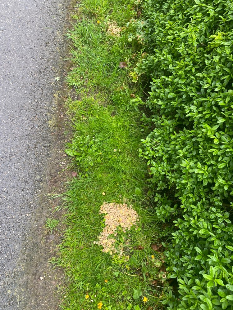 Giftköder-Trockenfutter & Wiener verstreut-Profilbild