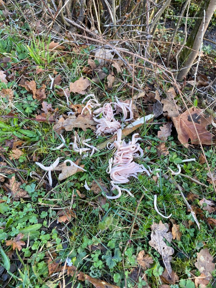 Giftköder-Vermutlich Giftköder-Profilbild