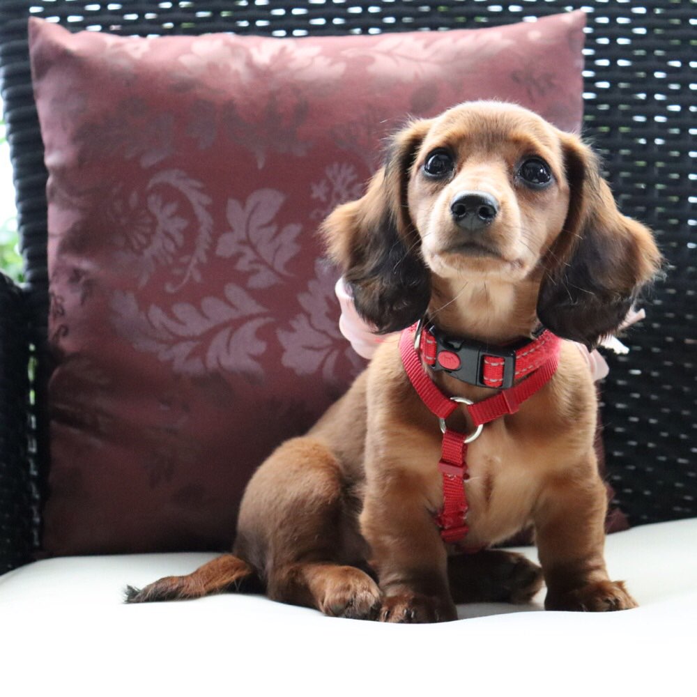 Hundetreffen-Welpen- oder Junghundtreffen  Marzahn / Hellersdorf & Umgebung-Profilbild